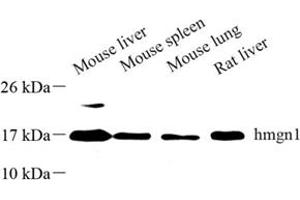 Western blot analysis of hmgn1 (ABIN7074222) at dilution of 1: 500 (HMGN1 anticorps)