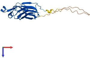 AlphaFold protein structure predicition of Human Recombinant ASF1A Protein, UniprotID Q9Y294