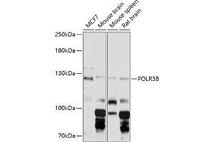 Western blot analysis of extracts of various cell lines, using POLR3B Antibody (ABIN6132503, ABIN6145938, ABIN6145939 and ABIN6216383) at 1:3000 dilution. (POLR3B anticorps  (AA 680-900))