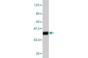 Western Blot detection against Immunogen (36.