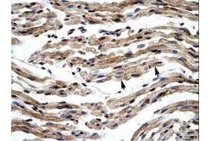 Image no. 1 for anti-General Transcription Factor IIE, Polypeptide 1, alpha 56kDa (GTF2E1) (C-Term) antibody (ABIN6736041)