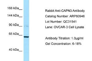 Western Blotting (WB) image for anti-Calpain 3 (CAPN3) (C-Term) antibody (ABIN2788627) (Calpain 3 anticorps  (C-Term))
