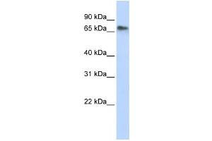 Western Blotting (WB) image for anti-Replication Initiator 1 (REPIN1) antibody (ABIN2457922)