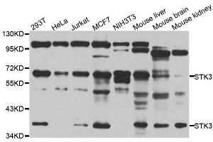 Western blot analysis of extracts of various cell lines, using STK3 antibody. (STK3 anticorps  (AA 323-450))