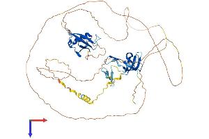 AlphaFold protein structure predicition of Human Recombinant COIL Protein, UniprotID P38432