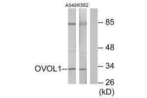 Western blot analysis of extracts from K562 cells and A549 cells, using OVOL1 antibody. (OVOL1 anticorps  (N-Term))