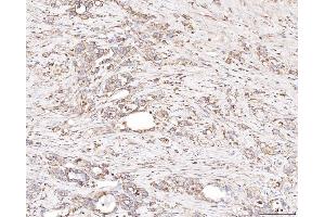 IHC analysis of PLP2 using anti-PLP2 antibody (ABIN7600320).
