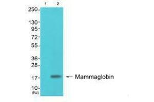 Western blot analysis of extracts from colo cells (Lane 2), using Mammaglobin antiobdy. (Mammaglobin A anticorps)