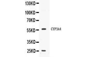 Western blot analysis of CYP3A4 expression in HELA whole cell lysates ( Lane 1). (CYP3A4 anticorps  (Middle Region))