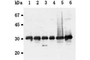 Western Blotting (WB) image for anti-14-3-3 gamma (YWHAG1) (AA 1-12), (N-Term) antibody (ABIN1449274)