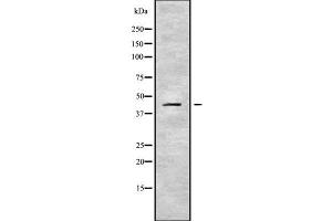 Western blot analysis SERPINB10 using LOVO whole cell lysates (SERPINB10 anticorps  (Internal Region))