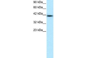 WB Suggested Anti-WWTR1 Antibody Titration:  0. (WWTR1 anticorps  (N-Term))