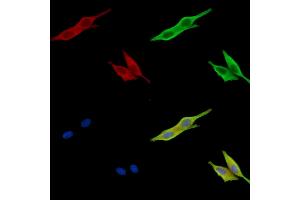 ABIN7096783 and ABIN7100849 staining HepG2 cells by IF/ICC.