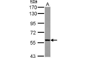 Western Blotting (WB) image for anti-WD Repeat Domain 49 (WDR49) (AA 343-666) antibody (ABIN1501751) (WDR49 anticorps  (AA 343-666))