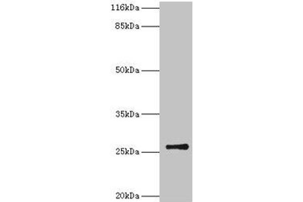 TK1 antibody  (AA 2-234)