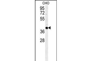 CCYL1 Antibody (N-term) (ABIN651917 and ABIN2840452) western blot analysis in CHO cell line lysates (35 μg/lane).