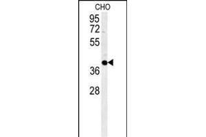 CCYL1 Antibody (N-term) (ABIN651917 and ABIN2840452) western blot analysis in CHO cell line lysates (35 μg/lane). (CCNYL1 anticorps  (N-Term))