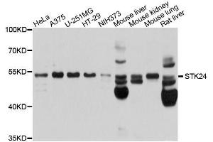 Western blot analysis of extracts of various cell lines, using STK24 antibody. (STK24 anticorps  (AA 312-431))