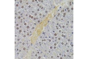 Immunohistochemistry of paraffin-embedded mouse liver using NASP Antibody.