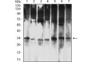 Western blot analysis using HTRA2 mouse mAb against HL-60 (1), HepG2 (2), MCF-7 (3), Hela (4), PC-12 (5), C2C12 (6), and Raji (7) cell lysate.