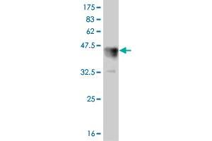 Western Blot detection against Immunogen (37. (LEF1 anticorps  (AA 33-138))