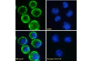 Immunofluorescence staining of fixed Daudi cells with anti-CD37 antibody WR17. (Recombinant CD37 anticorps)