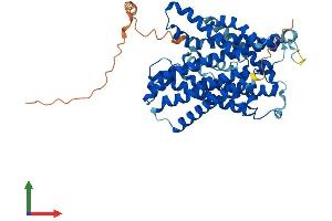 AlphaFold protein structure predicition of Human Recombinant SLC36A2 Protein, UniprotID Q495M3