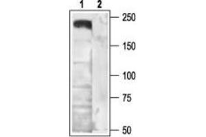 Western blot analysis of rat brain membranes: - 1. (CACNA1B anticorps  (Intracellular))
