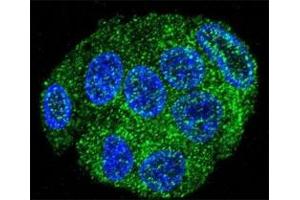 Confocal immunofluorescent analysis of FAT10 antibody with HepG2 cells followed by Alexa Fluor 488-conjugated goat anti-rabbit lgG (green). (UBD anticorps  (AA 120-153))