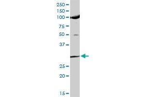 USF1 MaxPab rabbit polyclonal antibody. (USF1 anticorps  (AA 1-310))