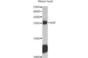 Western blot analysis of extracts of mouse heart, using NGF antibody (ABIN6293296) at 1:1000 dilution. (Nerve Growth Factor anticorps)