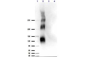 Western Blot results of Rabbit Anti-DNA Pkcs pT609 Antibody.