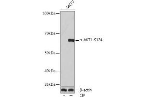 Western blot analysis of extracts of MCF7 cells, using Phospho--S124 Rabbit mAb (ABIN7271245) at 1:1000 dilution. (AKT1 anticorps  (pSer124))