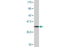 Western Blot detection against Immunogen (36.