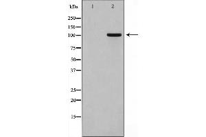 Western blot analysis on HT29 cell lysate using GPRIN1 Antibody，The lane on the left is treated with the antigen-specific peptide. (GPRIN1 anticorps  (Internal Region))