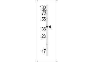Western blot analysis of anti-Endophilin B1 Antibody (Y80) (ABIN392590 and ABIN2842121) in HepG2 cell line lysates (35 μg/lane).