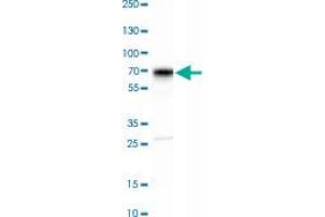 Western Blot analysis of SH-SY5Y cell lysate with SCG3 polyclonal antibody . (SCG3 anticorps)