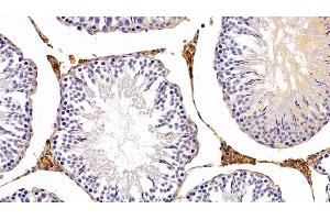 Detection of LEP in Rat Testis Tissue using Polyclonal Antibody to Leptin (LEP)