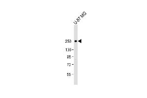 Anti-SCN1A Antibody (Center) at 1:2000 dilution + U-87 MG whole cell lysate Lysates/proteins at 20 μg per lane.