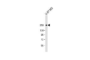 Anti-SCN1A Antibody (Center) at 1:2000 dilution + U-87 MG whole cell lysate Lysates/proteins at 20 μg per lane. (SCN1A anticorps  (AA 481-515))