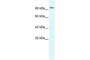 CLCN3 antibody used at 1. (CLCN3 anticorps  (C-Term))