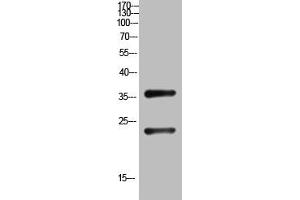 Western Blot analysis of customer's (cat sample) using QM Polyclonal Antibody. (PRL3D1 anticorps  (N-Term))