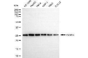 anti-Proteasome Subunit alpha 5 (PSMA5) antibody