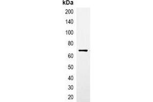 anti-CBP Tag antibody