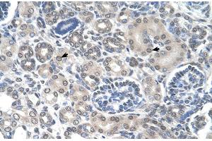 Human kidney (PPAT anticorps  (N-Term))