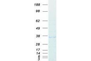 Validation with Western Blot