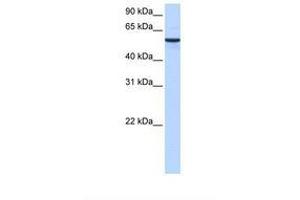 Image no. 1 for anti-Diphthamide Biosynthesis Protein 2 (DPH2) (AA 110-159) antibody (ABIN6738797) (DPH2 anticorps  (AA 110-159))
