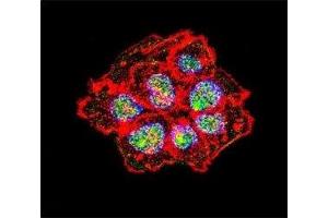 Confocal immunofluorescent analysis of Src antibody with A431 cells followed by Alexa Fluor 488-conjugated goat anti-rabbit lgG (green).
