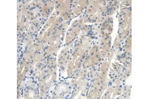 IHC-P analysis of Human Stomach Tissue, with DAB staining. (IGFBP2 anticorps  (AA 148-325))