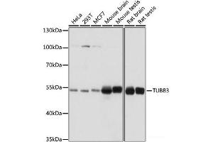 Western blot analysis of extracts of various cell lines using TUBB3 Polyclonal Antibody at dilution of 1:1000. (TUBB3 anticorps)
